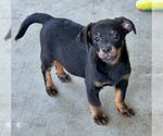 Small #1 Chiweenie