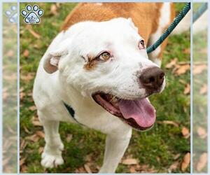 Staffordshire Bull Terrier-Unknown Mix Dogs for adoption in Sugar Land, TX, USA