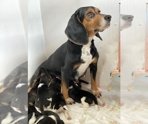 Mother of the Beagle puppies born on 12/28/2019