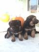 Small Photo #4 German Shepherd Dog Puppy For Sale in PORTERVILLE, CA, USA