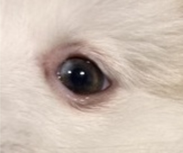 Medium Photo #25 Pomsky Puppy For Sale in GOLDEN VALLEY, AZ, USA