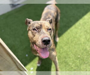 Mutt Dogs for adoption in St. Cloud, FL, USA