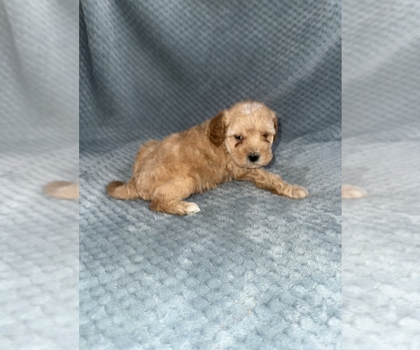 Medium Photo #20 Cavapoo mix (+ Poodle Miniature) Puppy For Sale in MUNFORDVILLE, KY, USA