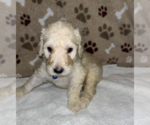 Small Photo #7 Poodle (Standard) Puppy For Sale in RALEIGH, NC, USA