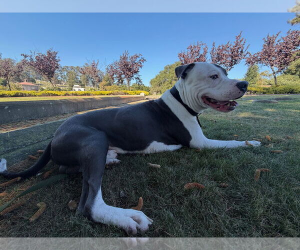 Medium Photo #3 American Pit Bull Terrier Puppy For Sale in Berkeley, CA, USA