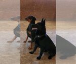 Small Photo #3 Doberman Pinscher Puppy For Sale in Parlier, CA, USA
