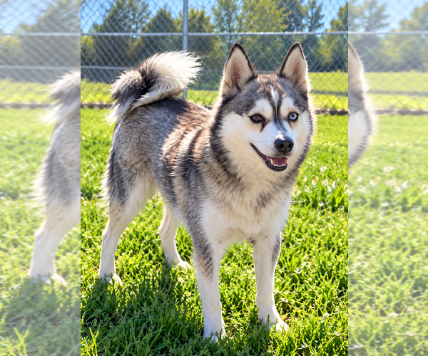 Medium Photo #1 Alaskan Klee Kai Puppy For Sale in HILLSBORO, OH, USA