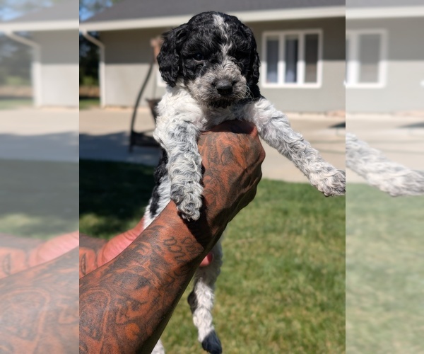 Medium Photo #3 Bernedoodle-Cavapoo (Miniature) Mix Puppy For Sale in SACRAMENTO, CA, USA