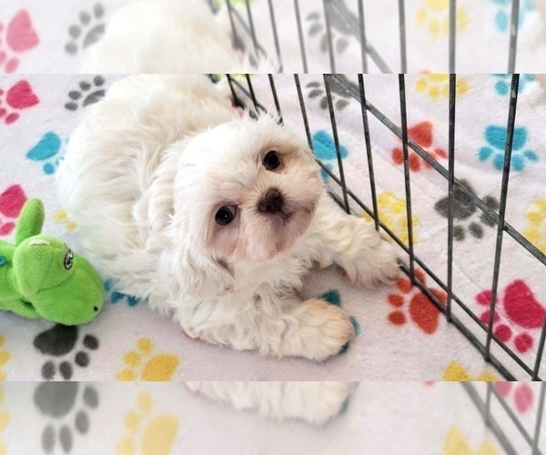 Medium Photo #9 Shih Tzu Puppy For Sale in ORO VALLEY, AZ, USA