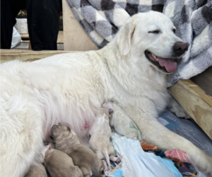 Mother of the Great Pyrenees-Maremma Sheepdog Mix puppies born on 06/10/2025