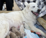 Small Photo #1 Great Pyrenees-Maremma Sheepdog Mix Puppy For Sale in ANDOVER, NH, USA