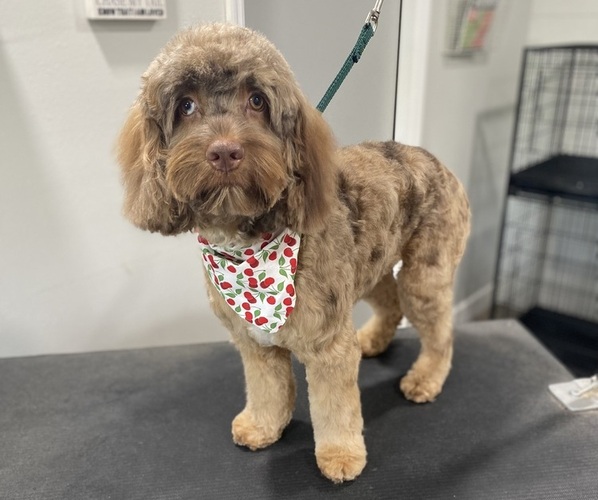 Medium Photo #1 Cocker Spaniel-Goldendoodle Mix Puppy For Sale in HINESVILLE, GA, USA
