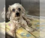 Small Poodle (Toy)