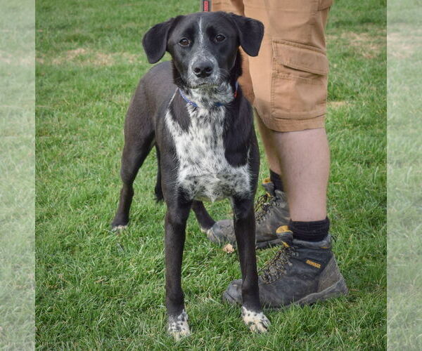 Medium Photo #3 Border-Aussie Puppy For Sale in Huntley, IL, USA