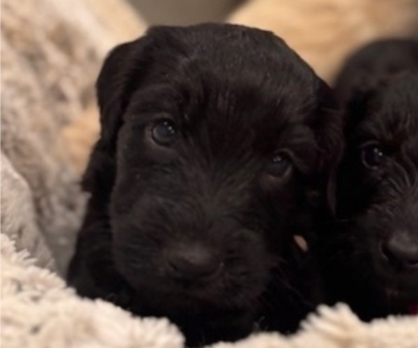Medium Photo #31 Schnoodle (Giant) Puppy For Sale in ANDERSON, CA, USA
