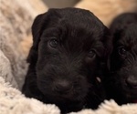 Small Photo #31 Schnoodle (Giant) Puppy For Sale in ANDERSON, CA, USA