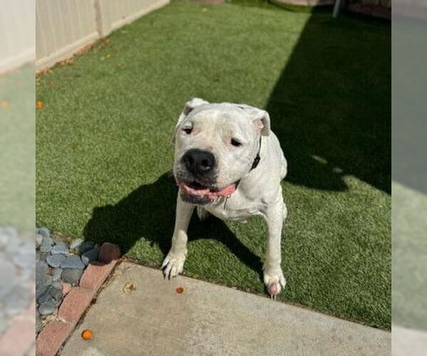 Medium Photo #6 Dogo Argentino Puppy For Sale in Fallbrook, CA, USA