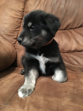 Medium Photo #1 Goberian Puppy For Sale in MORGANTOWN, IN, USA