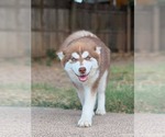Small #2 Siberian Husky Mix