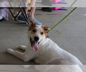 Mutt Dogs for adoption in Holly Springs, NC, USA