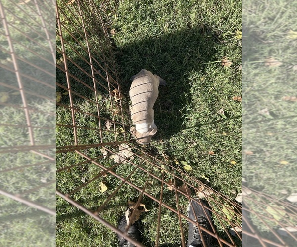 Medium Photo #18 Boston Terrier Puppy For Sale in ATWOOD, OK, USA