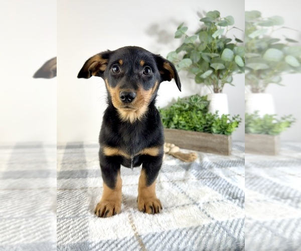 Medium Photo #3 Dorgi Puppy For Sale in GREENFIELD, IN, USA
