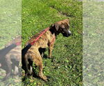 Small #5 American Pit Bull Terrier-Plott Hound Mix