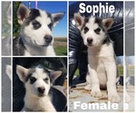 Small Photo #1 Alaskan Husky Puppy For Sale in LAKEFIELD, MN, USA