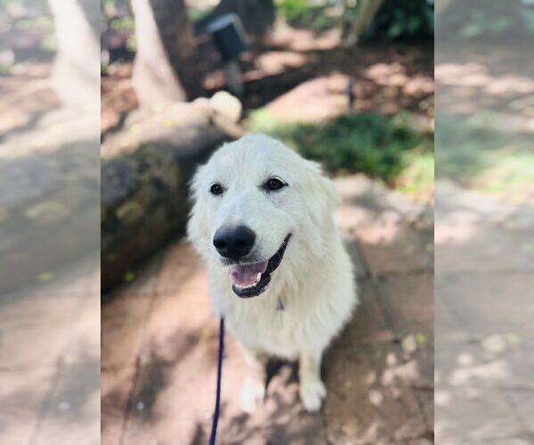 Medium Photo #3 Great Pyrenees Puppy For Sale in Spring, TX, USA