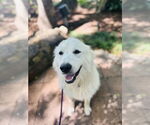 Small #2 Great Pyrenees