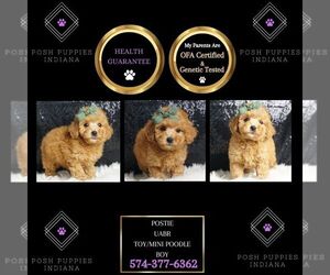 Poodle (Toy) Puppy for sale in WARSAW, IN, USA