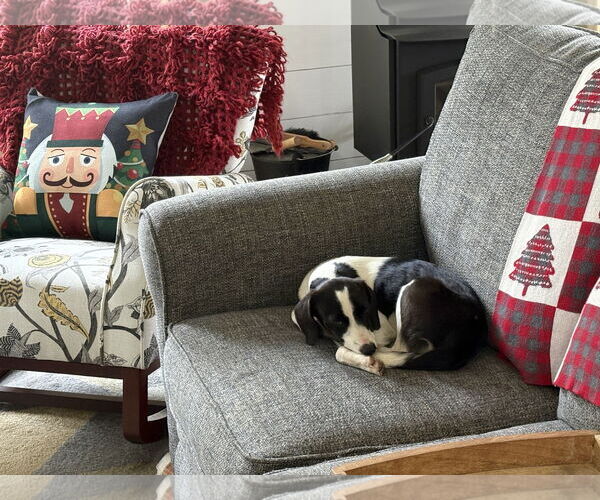 Medium Photo #4 Mutt Puppy For Sale in The Woodlands, TX, USA