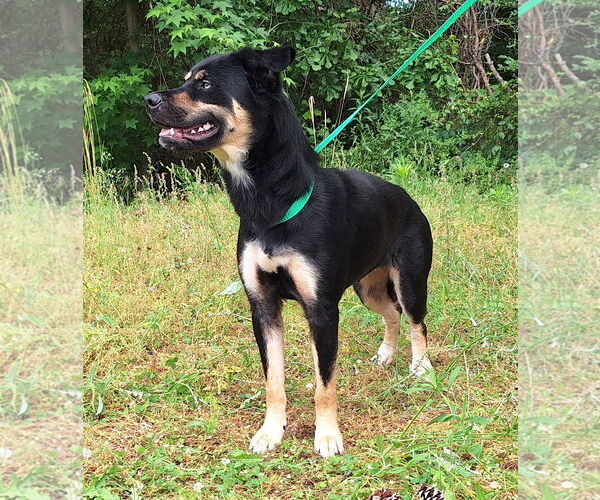 Medium Photo #3 Mutt Puppy For Sale in Wetumpka, AL, USA