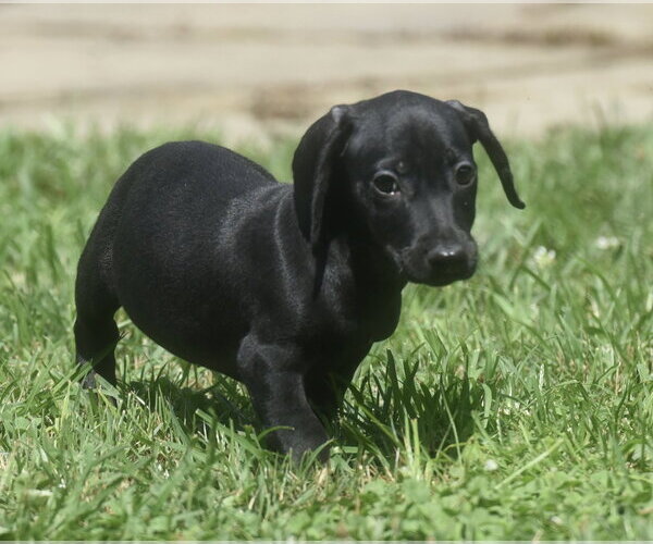 Medium Photo #2 Dachshund-Unknown Mix Puppy For Sale in Mechanicsburg, PA, USA