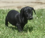 Small #1 Dachshund Mix