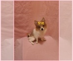 Small #2 Pomeranian