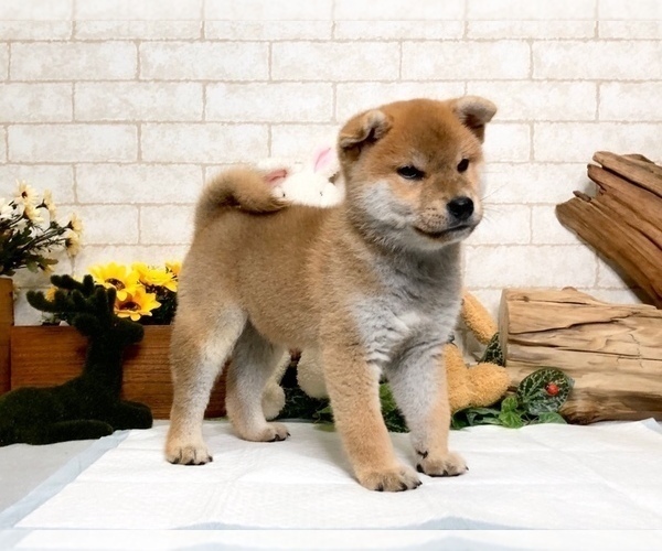 Medium Photo #9 Shiba Inu Puppy For Sale in LAS VEGAS, NV, USA