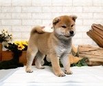 Small Photo #9 Shiba Inu Puppy For Sale in LAS VEGAS, NV, USA