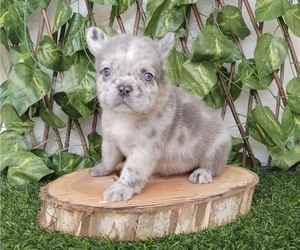 French Bulldog Puppy for sale in SPRINGFIELD, VA, USA