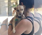 Small #3 Chihuahua