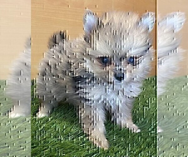 Medium Photo #3 Pomeranian Puppy For Sale in DELRAY BEACH, FL, USA