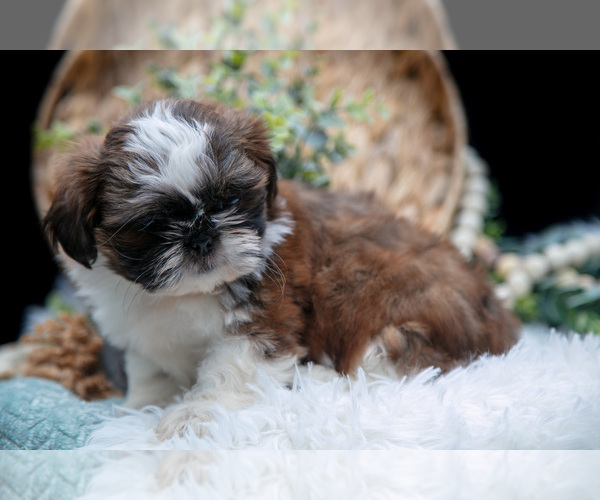 Medium Photo #10 Shih Tzu Puppy For Sale in CLARE, MI, USA