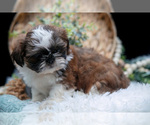 Small Photo #10 Shih Tzu Puppy For Sale in CLARE, MI, USA