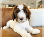 Puppy Moses Goldendoodle