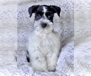 Schnauzer (Miniature) Puppy for sale in COLORADO SPRINGS, CO, USA