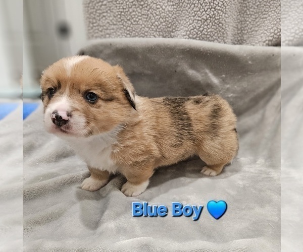 Medium Photo #3 American Corgi Puppy For Sale in JEFFERSON, GA, USA