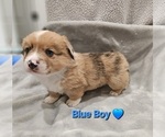 Small #2 American Corgi