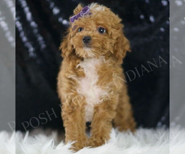 Medium Photo #1 Poodle (Miniature) Puppy For Sale in WARSAW, IN, USA