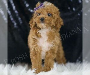 Medium Poodle (Miniature)