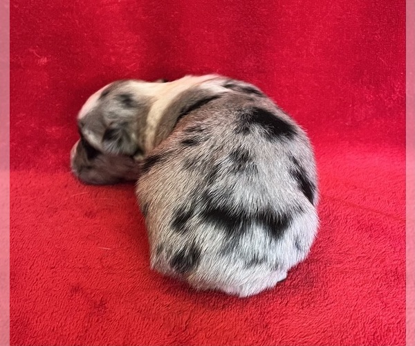 Medium Photo #5 Miniature Australian Shepherd Puppy For Sale in FORT MORGAN, CO, USA